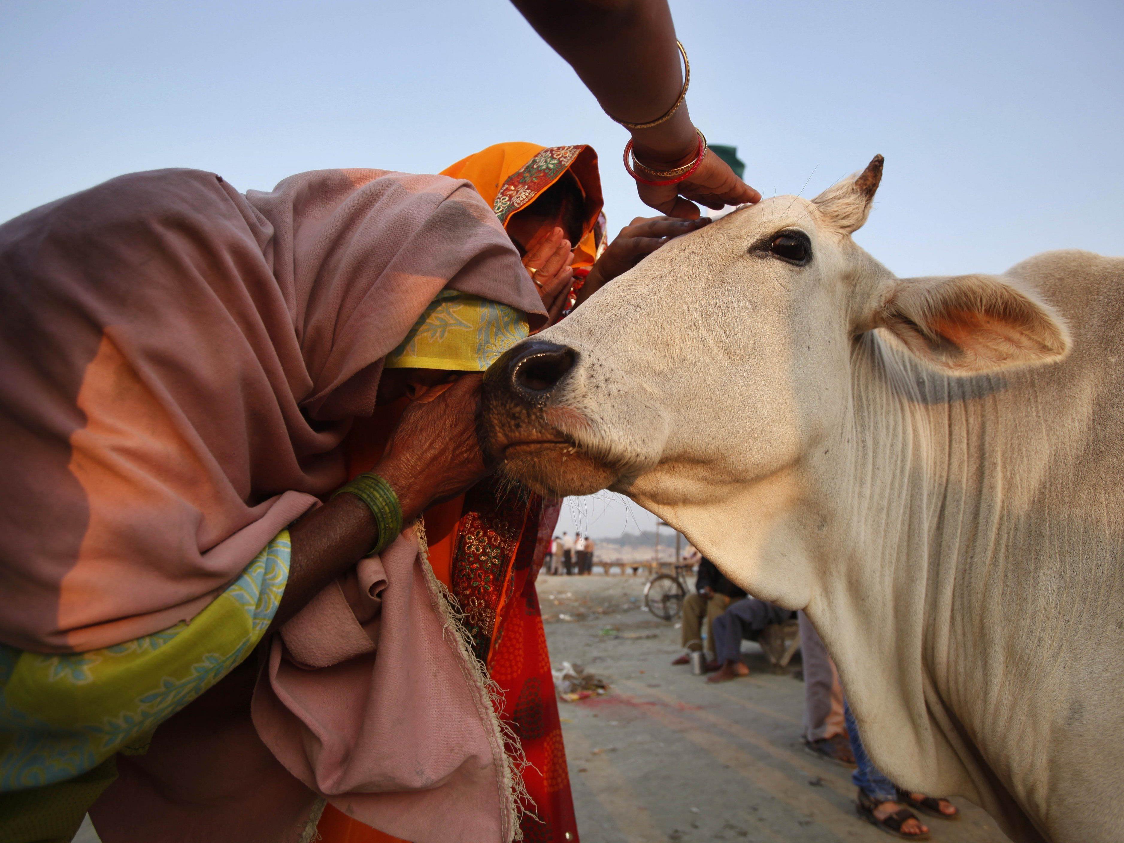 Für Hindus nimmt die Kuh einen ganz besonderen Stellenwert ein.