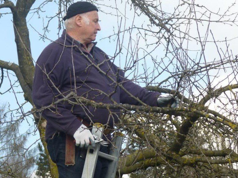 Obmann Manfred Kremmel erläuterte die Kunst des Baumschnitts Obmann Manfred Kremmel erläuterte die Kunst des Baumschnitts