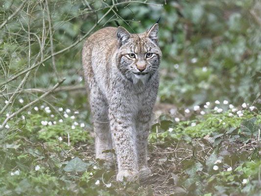 Am 20. März zog ein Luchs-Pärchen in den Tiergarten Schönbrunn ein.