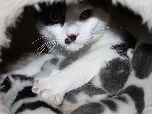 Die stolze Mama Pünktchen und ihre vier Babys sind wohlauf Die stolze Mama Pünktchen und ihre vier Babys sind wohlauf