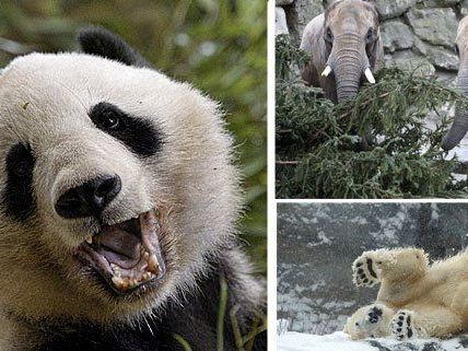 Im Tiergarten Schönbrunn entstehen die tollsten Schnappschüsse