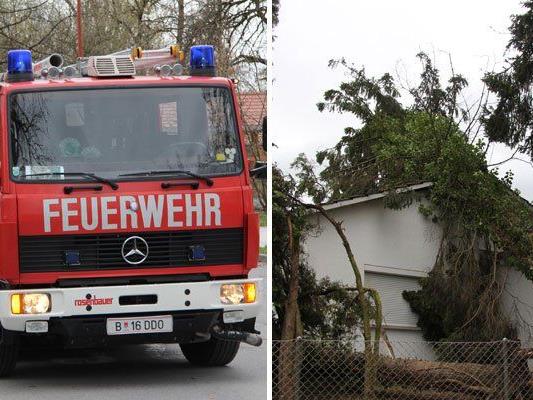 In Bregenz musst die Feuerwehr wegen eines umgestürzten Baumes ausrücken.