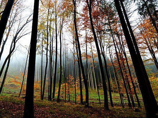 Im Wienerwald kam es zu einem Übergriff dreier Wiener auf einen Bekannten