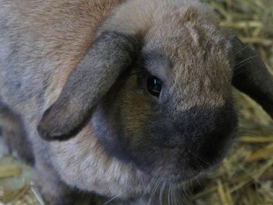 19.480 Hasen starben 2014 auf Österreichs Straßen 19.480 Hasen starben 2014 auf Österreichs Straßen