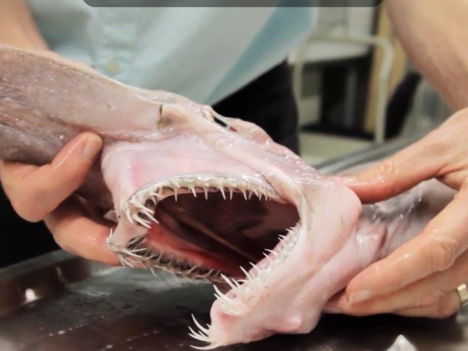 Der Koboldhai: Außergewöhnlicher Meeresbewohner mit "Alien-Maul"