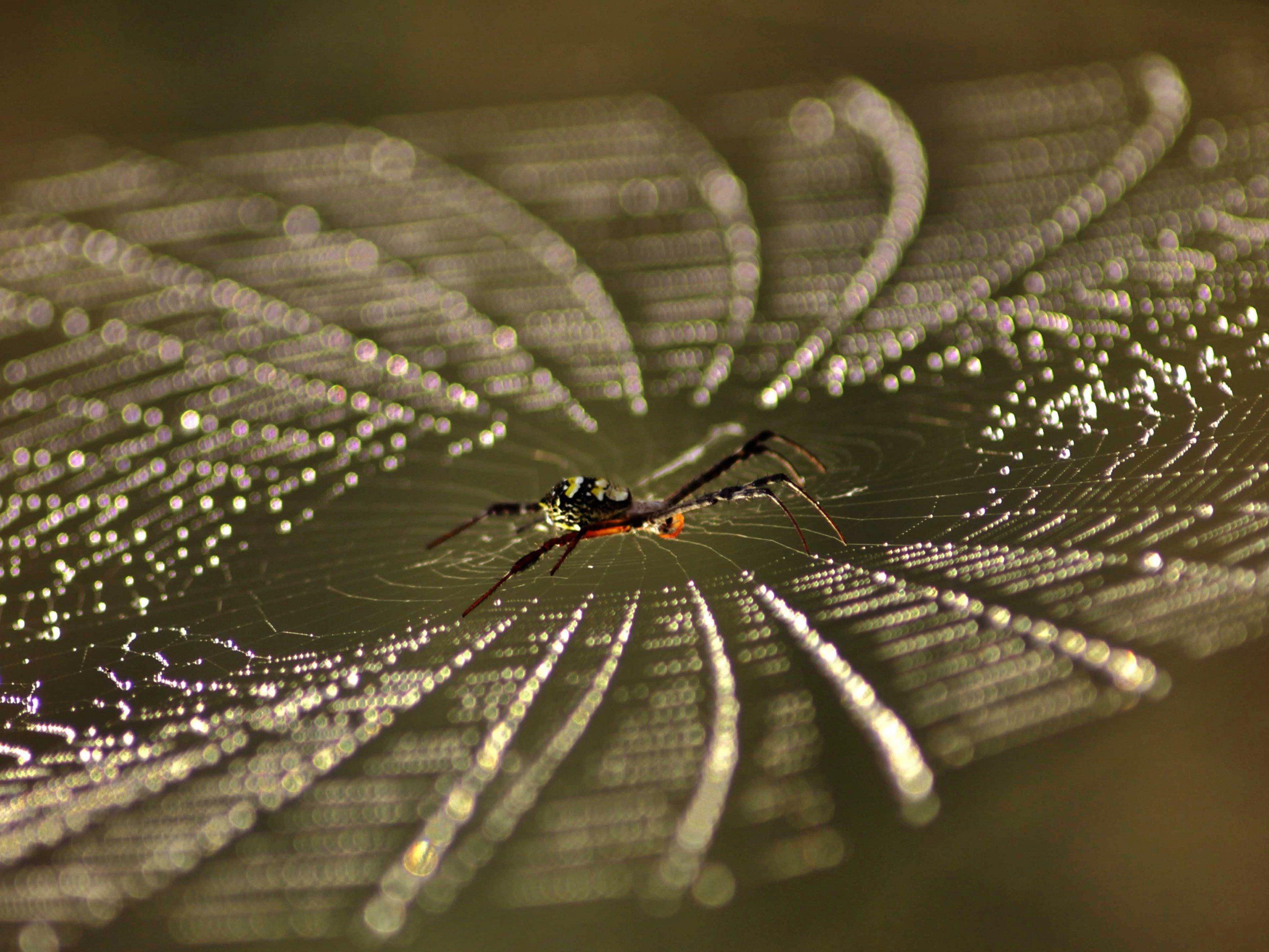 Forscher haben herausgefunden, wie genau Spinnen Seide produzieren.