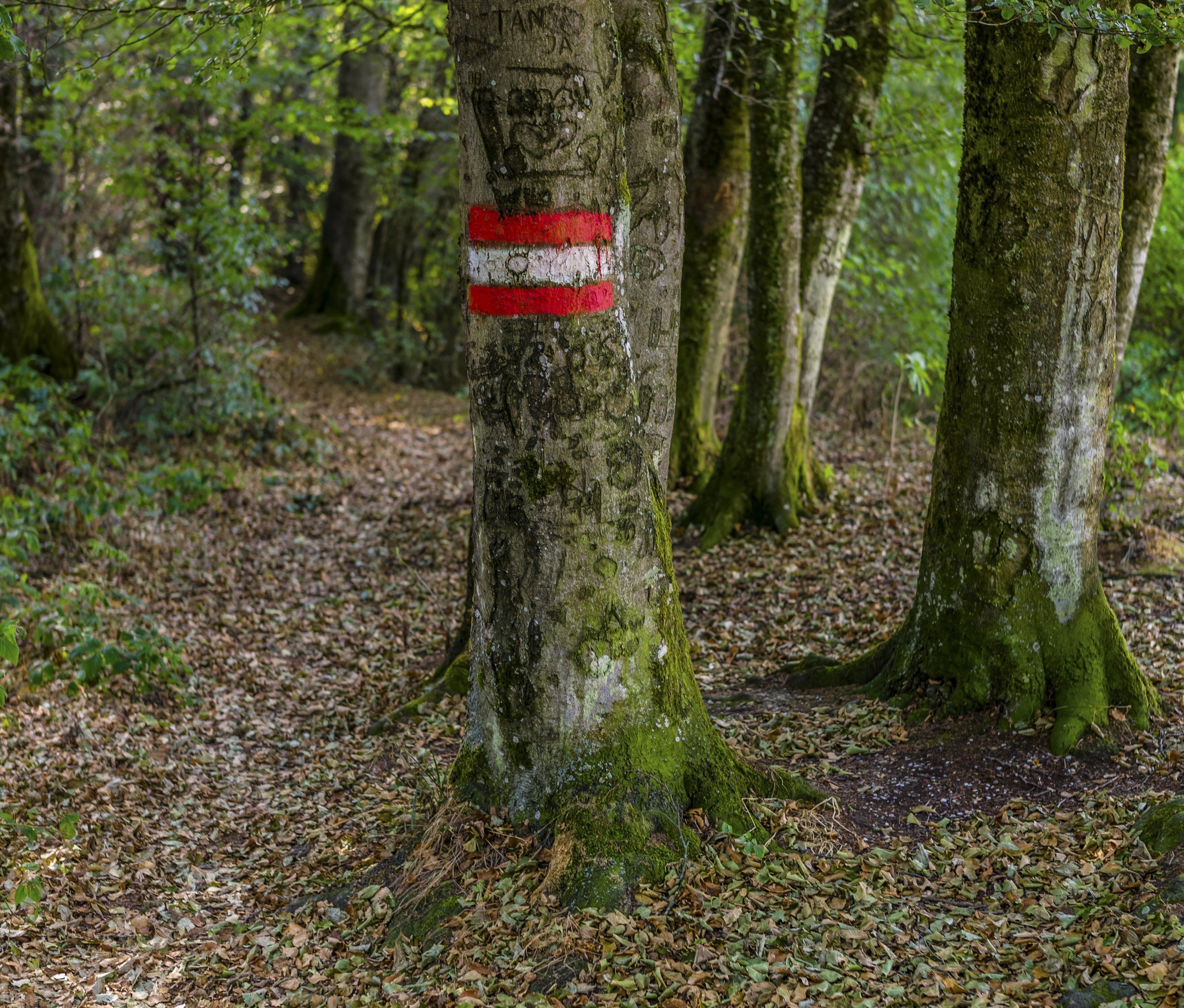 Von der Dämmerung überrascht, kamen die beiden Jungen vom Weg ab. (Themenbild) Von der Dämmerung überrascht, kamen die beiden Jungen vom Weg ab. (Themenbild)