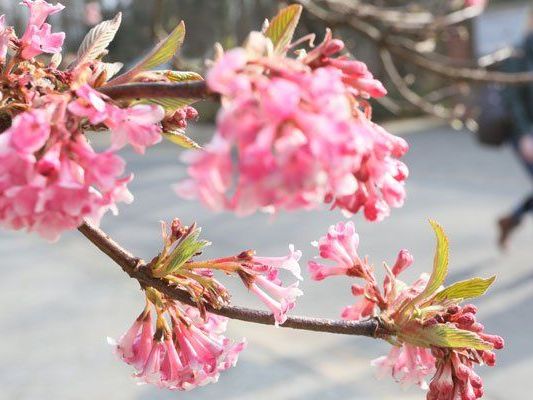 Nicht überall in Österreich wird das Oster-Wetter besonders frühlingshaft. Nicht überall in Österreich wird das Oster-Wetter besonders frühlingshaft.