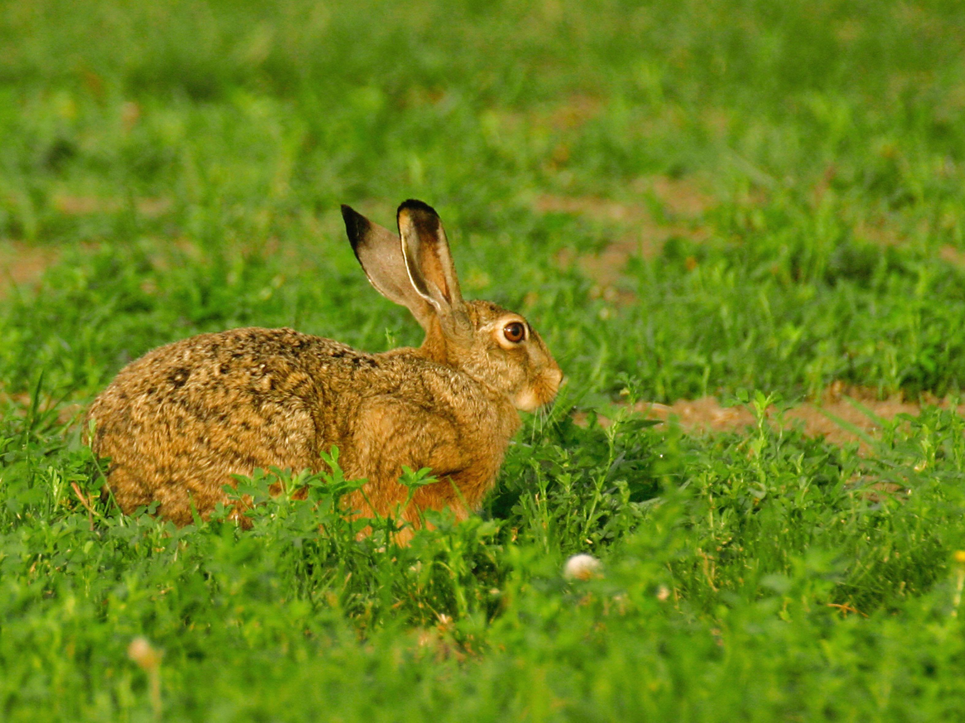 WTV appelliert an Bevölkerung - mehr Rücksicht auf Wildtiere