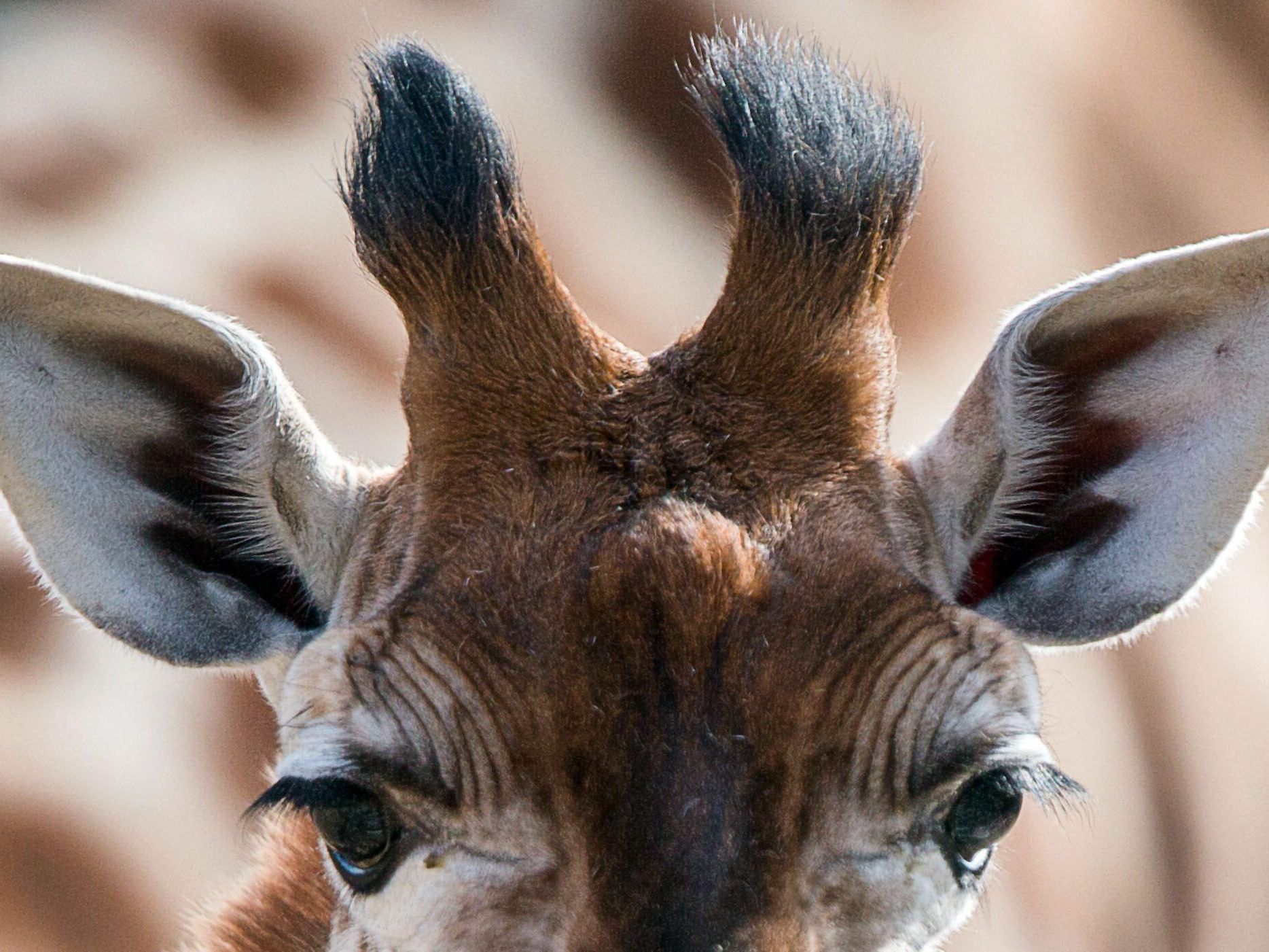 Die Giraffen-Jagd ist in Namibia legal. Die Giraffen-Jagd ist in Namibia legal.
