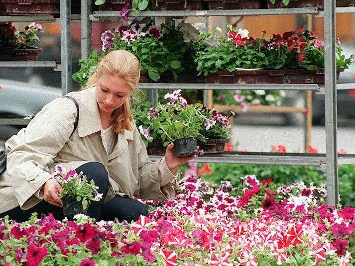 Ab 13. April bieten Gärnter ihre Waren bei den Wiener Blumenmärkten an.