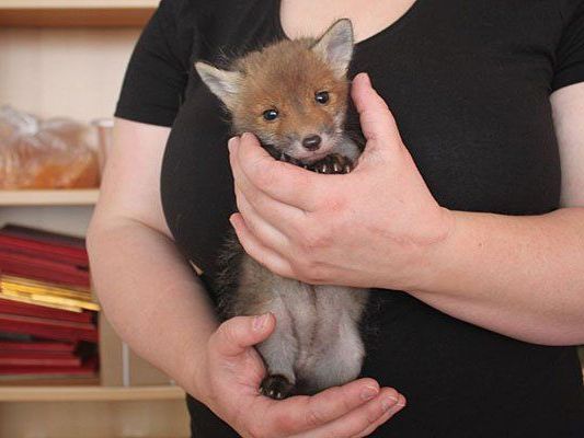 Das ist der kleine Baby-Fuchs "Jule" Das ist der kleine Baby-Fuchs "Jule"