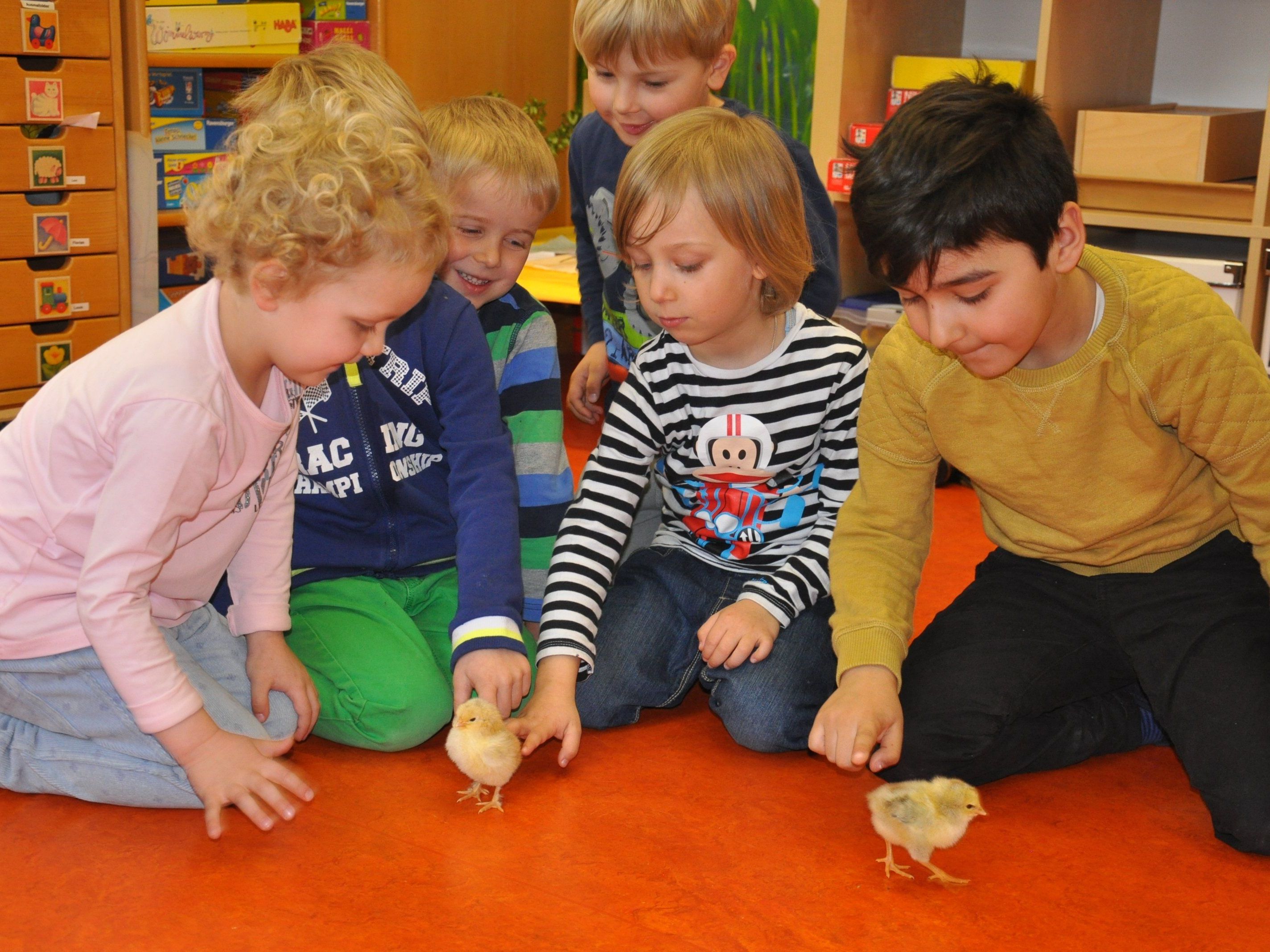 Die Attraktion schlechthin: Die Küken im Kindergarten Heilig-Kreuz. Die Attraktion schlechthin: Die Küken im Kindergarten Heilig-Kreuz.