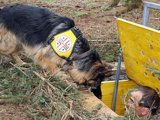 Ein Rettungshund bei einer Einsatzübung Ein Rettungshund bei einer Einsatzübung
