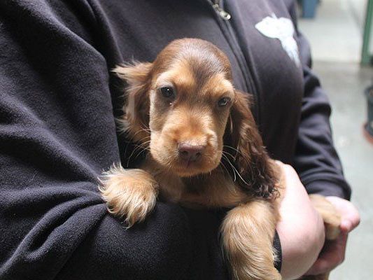 Spaniel-Welpe Kenzo ist in der Obhut des Tierschutzhauses wohlauf Spaniel-Welpe Kenzo ist in der Obhut des Tierschutzhauses wohlauf