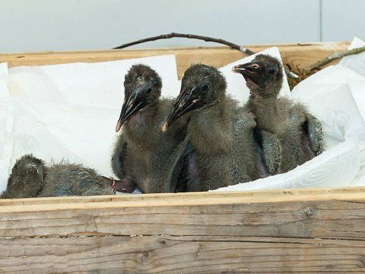 Die Waldrapp-Küken im Tiergarten Schönbrunn