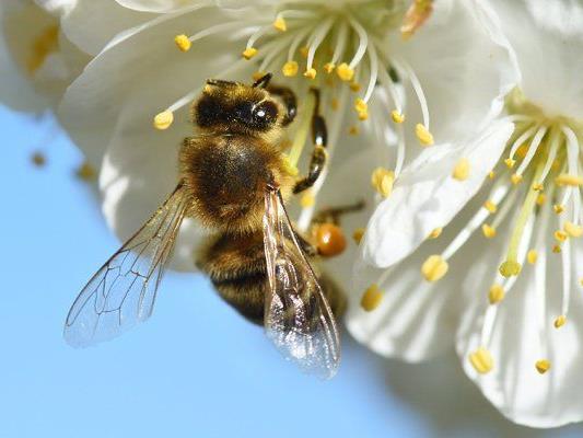 Wiener Bienentag: Am 8. Mai wird am Rathausplatz ein Fest zu Ehren der Bienen abgehalten