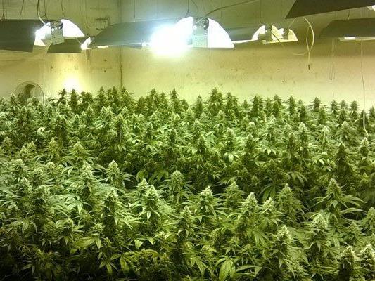 700 Marihuana-Pflanzen wurden sichergestellt.