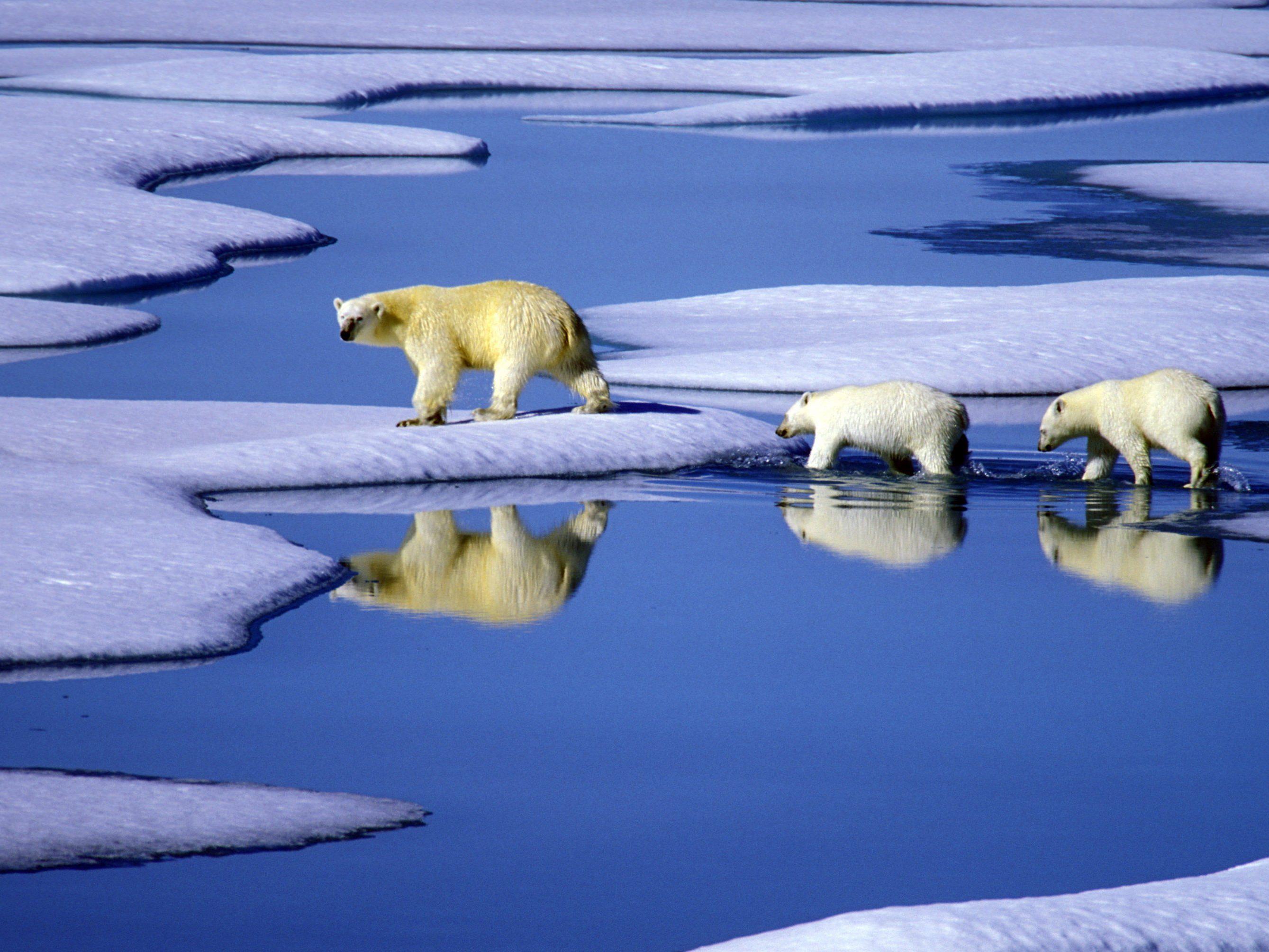 Schmelzendes Eis in Kanada: Tierarten mit großem Wanderradius wie Eisbären sind vom Klimawandel besonders bedroht.