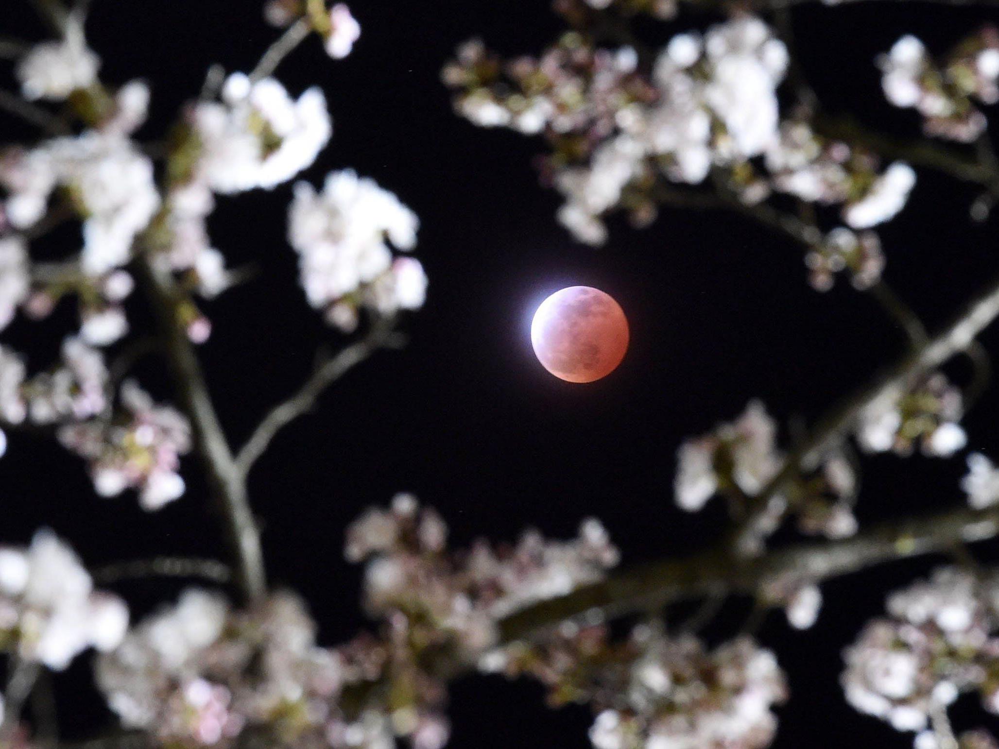 Roter Mond umsäumt von Kirschblüten: So sah die Mini-Mondfinsternis in Japan aus.
