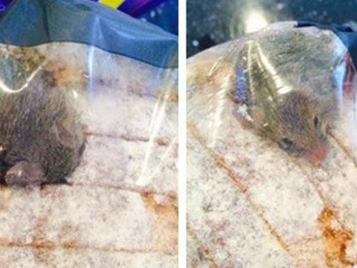 Eine Maus in der Brot-Tüte verdarb einem britischen Aldi-Kunden den Appetit.