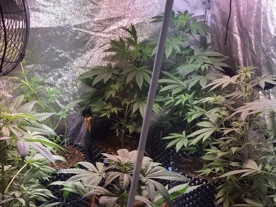 Einsatzkräfte drangen in eine Wohnung in Wien-Penzing ein und stellten 16 Marihuanapflanzen sicher.