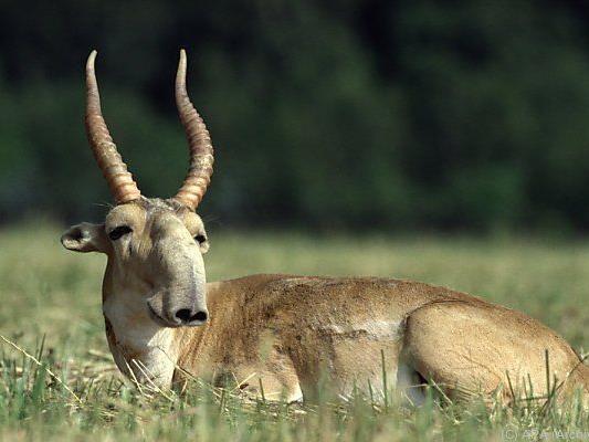 Virus raffte vom Aussterben bedrohte Antilopen hin