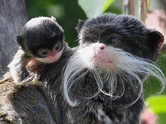 Die Kaiserschnurrbarttamarine im Tiergarten Schönbrunn Die Kaiserschnurrbarttamarine im Tiergarten Schönbrunn