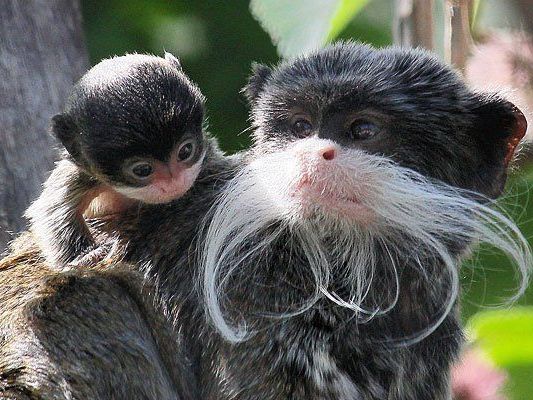 Die Kaiserschnurrbarttamarine im Tiergarten Schönbrunn