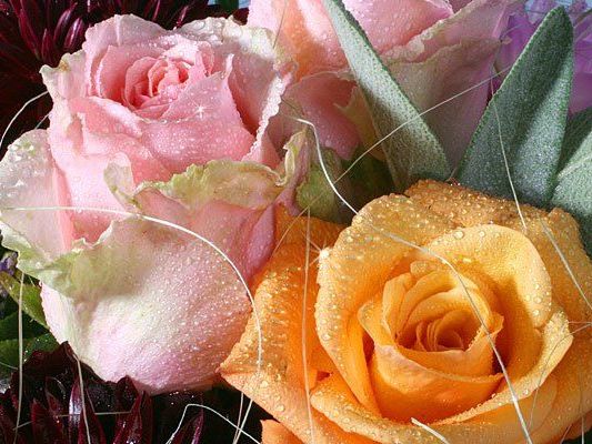 Mit diesen Farben von Rose und Co. liegen Sie heuer am Muttertag richtig Mit diesen Farben von Rose und Co. liegen Sie heuer am Muttertag richtig