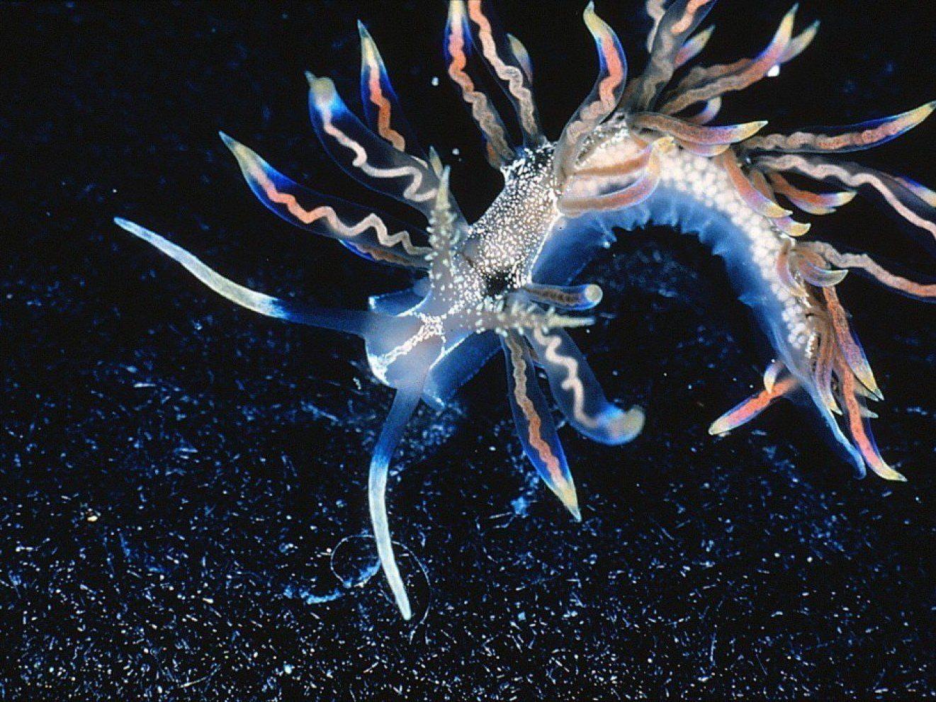 Neu entdeckte Schätze der Natur: Die zehn skurrilsten neuen Arten. Im Bild: Phyllodesmium acanthorhinum