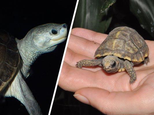 Ob Batagur-Flussschildkröte (l.) oder Waldschildkröte - sie werden am Weltschildkrötentag gefeiert