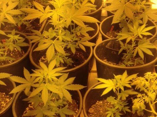 20 Marihuana-Pflanzen wurden sichergestellt.