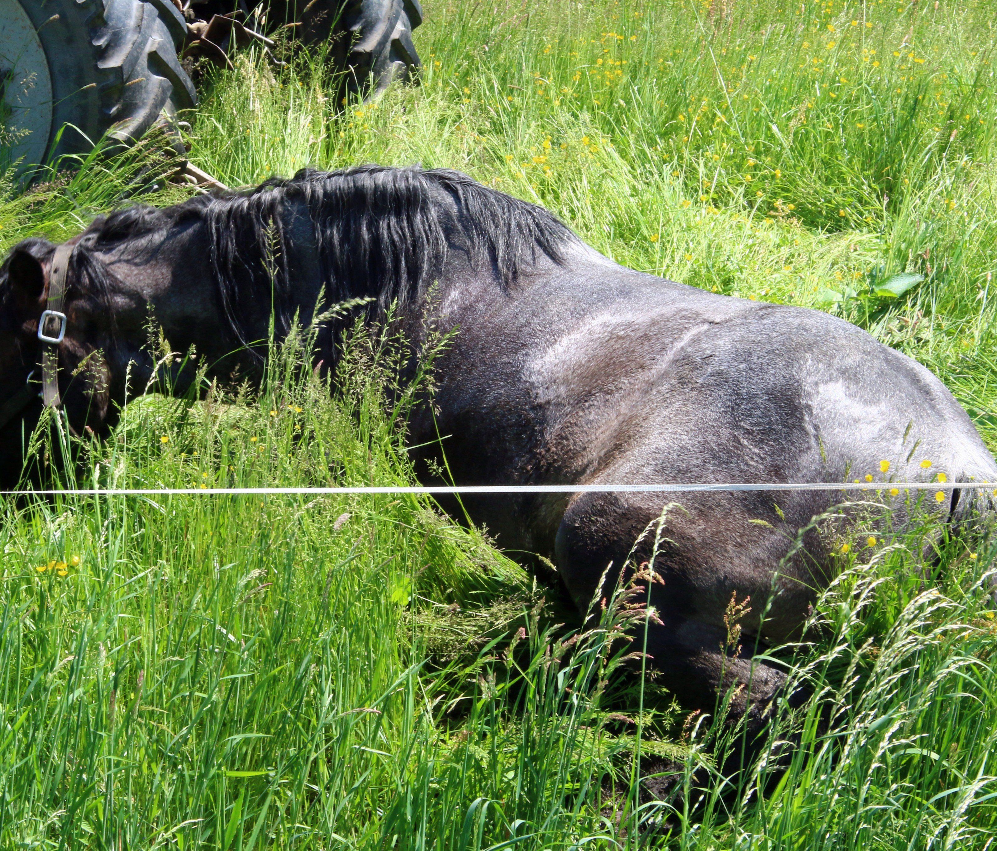 Das Pferd nach der Bergungsaktion. Das Pferd nach der Bergungsaktion.