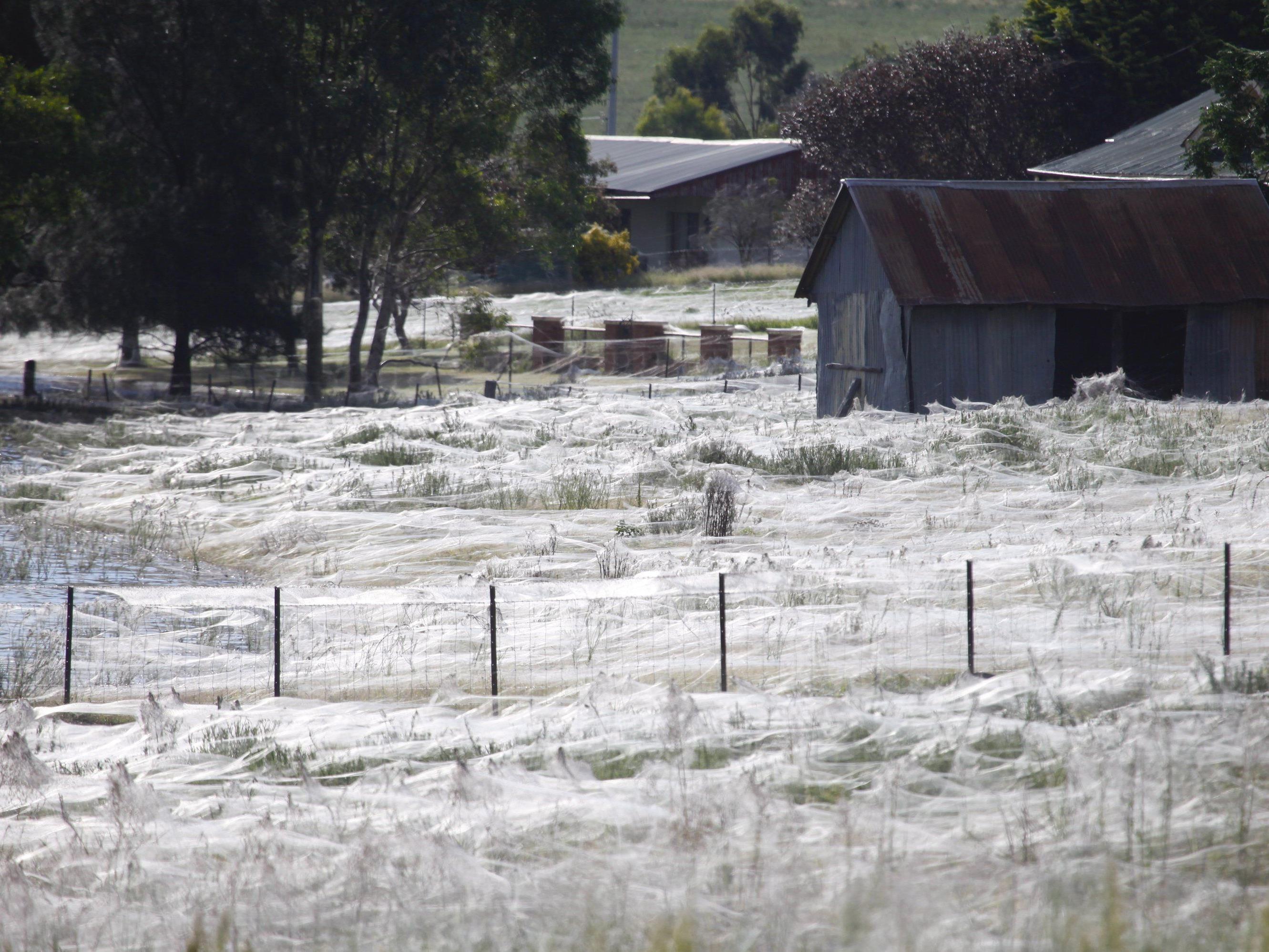 Schon 2012 in Australien: Wer Angst vor Spinnen hat, für den bedeuten die Netze nichts Gutes.