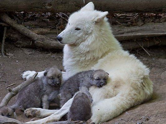 Die Wolsmutter mit ihren Jungen im Tiergarten Schönbrunn Die Wolsmutter mit ihren Jungen im Tiergarten Schönbrunn