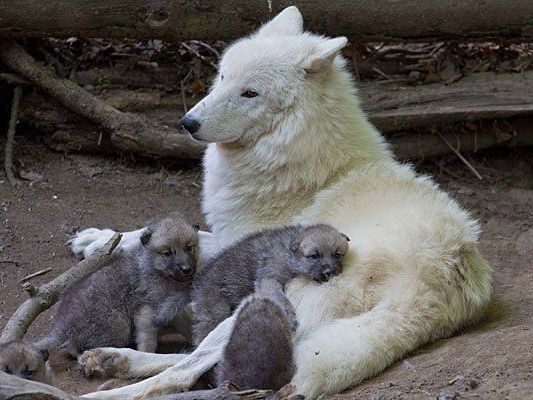 Die Wolsmutter mit ihren Jungen im Tiergarten Schönbrunn