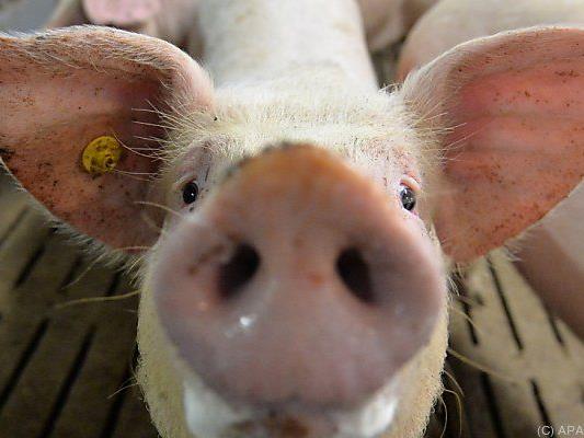 Schweinepest im Visier der EU