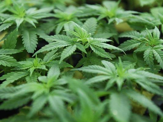 Die Polizei konnte 4,5 Kilo Cannabiskraut und eine Indoor-Cannabisaufzucht sicherstellen.