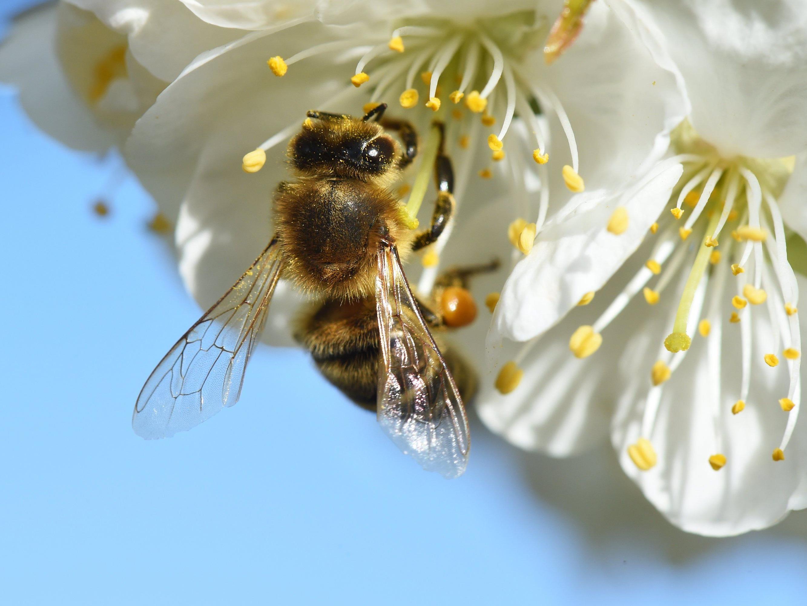 Arbeit wird nicht alleine von Honigbienen geleistet