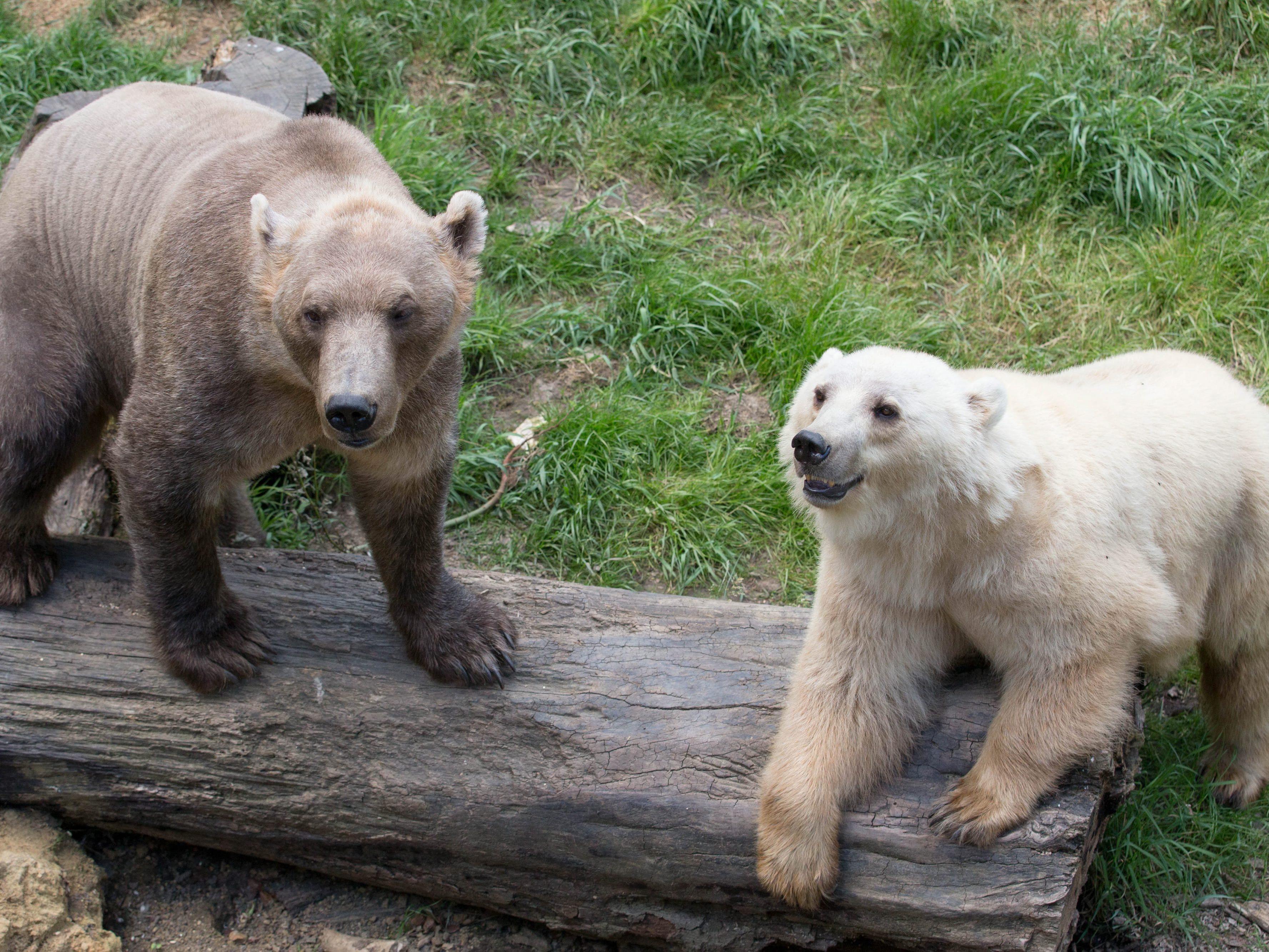 Eisbären und Grizzlys begegnen einander in freier Wildbahn in den Regionen rund um den Nordpol, Nachwuchs inklusive.