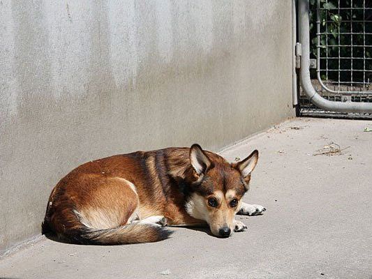 Filou wurde einfach zurückgelassen und sucht nun ein neues Zuhause Filou wurde einfach zurückgelassen und sucht nun ein neues Zuhause
