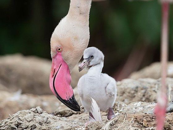 Noch nicht rosa: die Flamingo-Babys in Schönbrunn