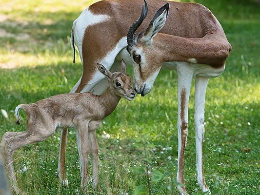 Der Mhorrgazellen-Nachwuchs in Schönbrunn Der Mhorrgazellen-Nachwuchs in Schönbrunn