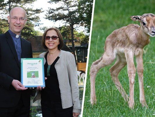 Tiergartendirektorin Dagmar Schratter und Dompfarrer Toni Faber vor dem Gazellen-Gehege