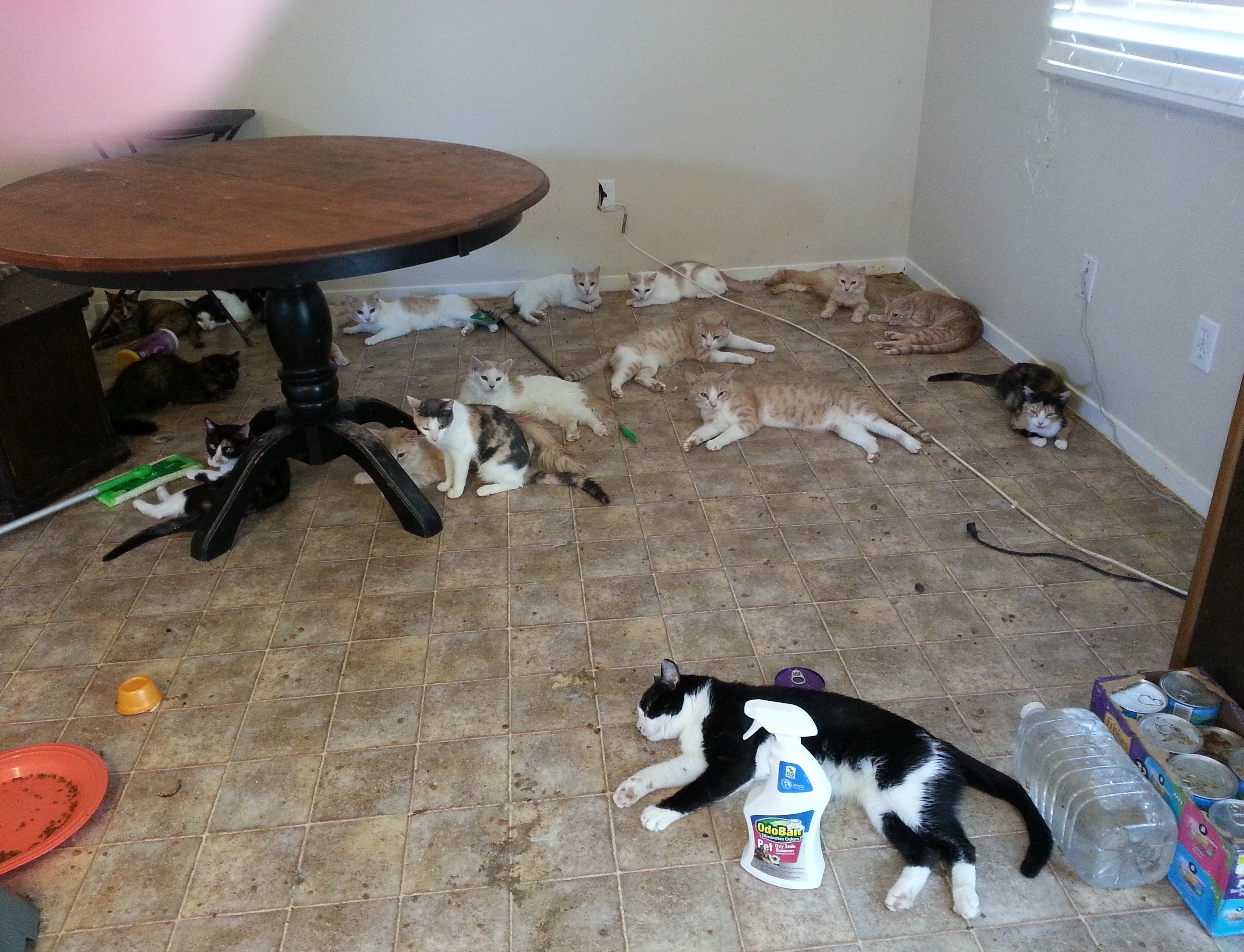 Animal Hoarding: Aus diesem Haus in Las Vegas wurden 112 Katzen und ein Hund befreit. Animal Hoarding: Aus diesem Haus in Las Vegas wurden 112 Katzen und ein Hund befreit.