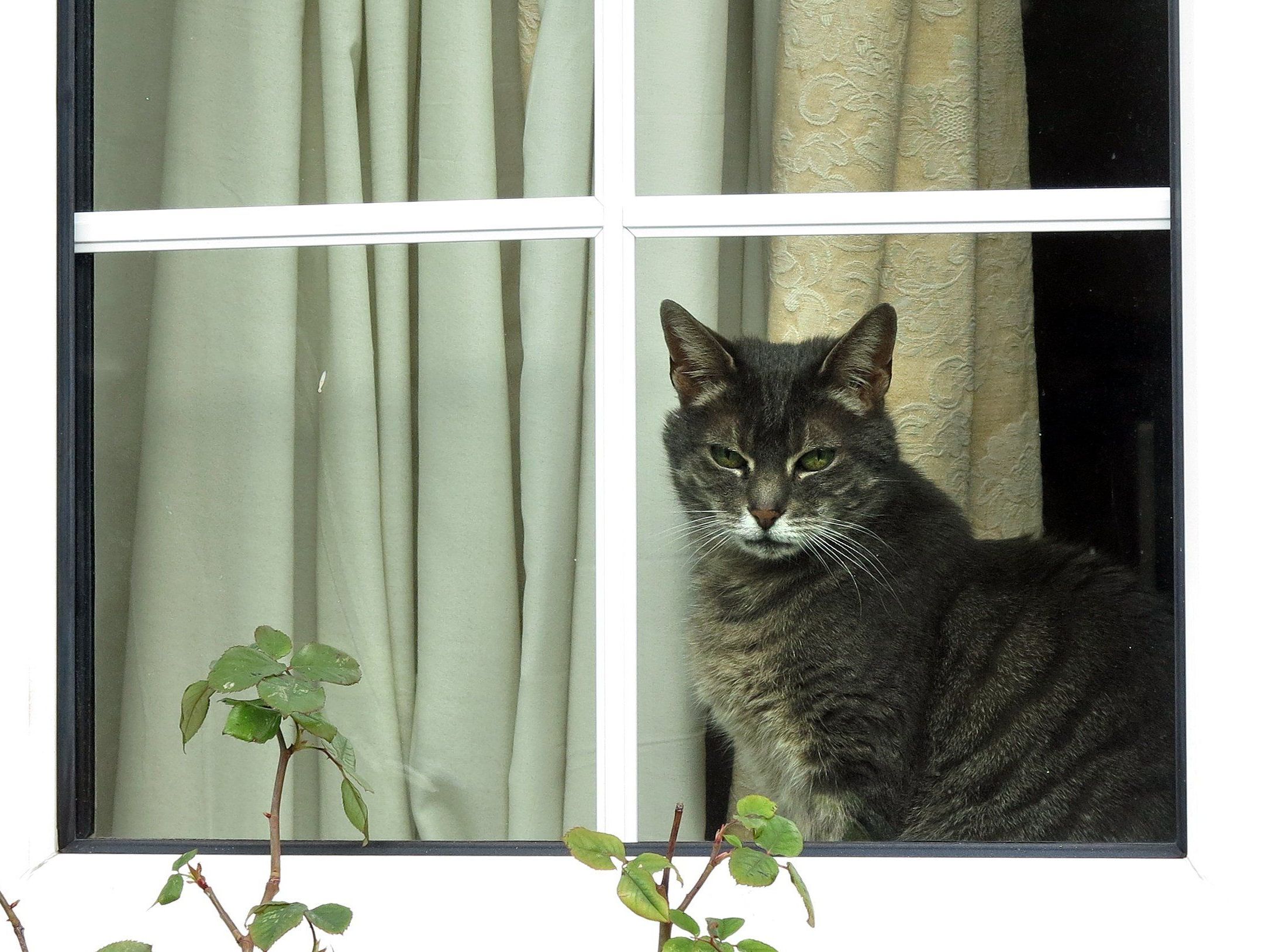 Gekippte Fenster können zur Todesfalle für Katzen werden. Gekippte Fenster können zur Todesfalle für Katzen werden.