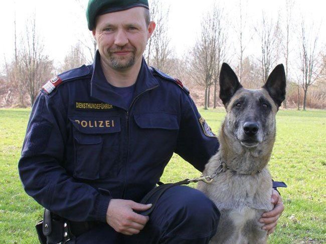 Spürhund „Attila vom Heustadlwasser“. Spürhund „Attila vom Heustadlwasser“.