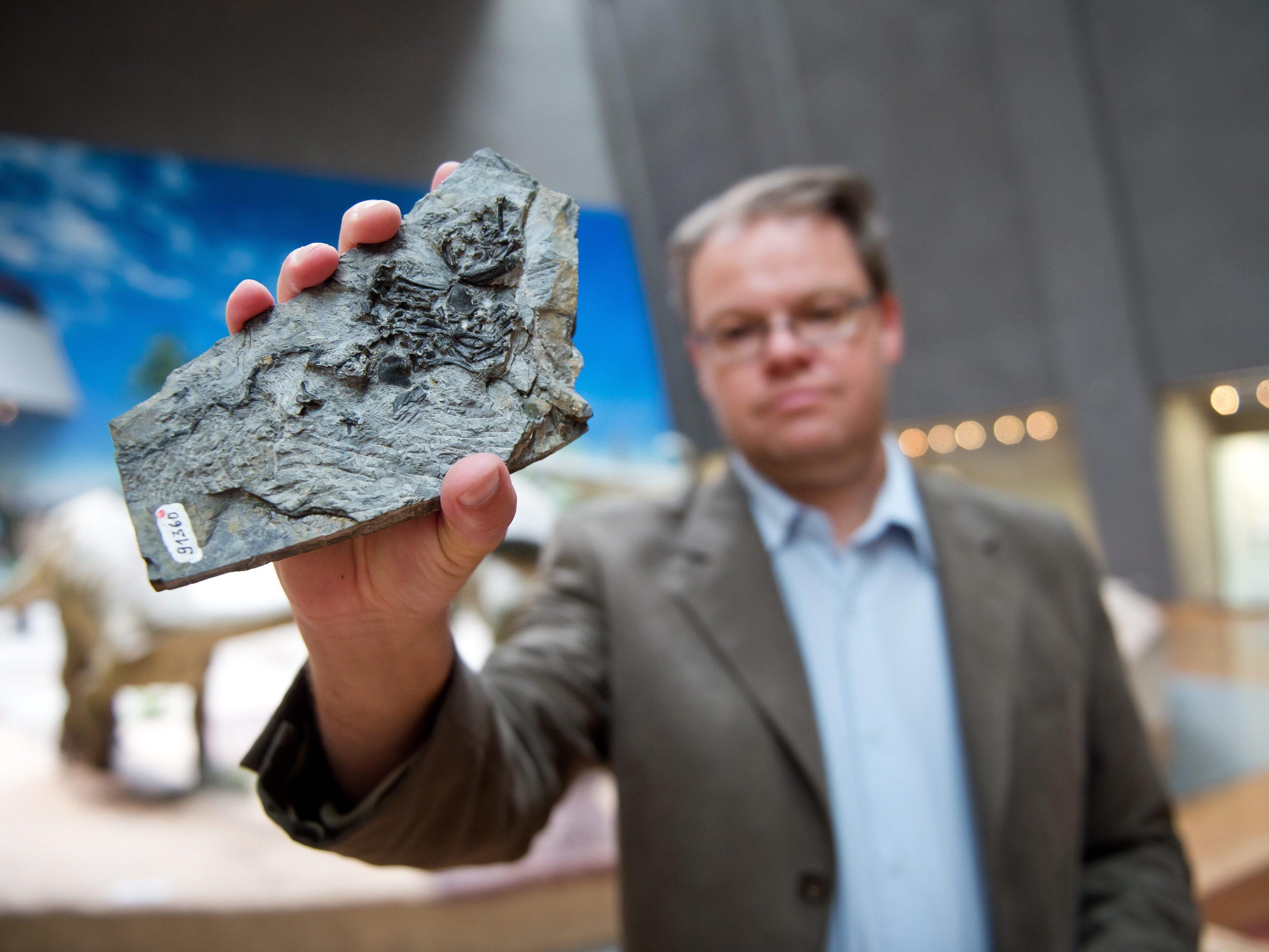 Paläontologe Rainer Schoch hält das Fossil der 240 Millionen Jahre alten Pappochelys