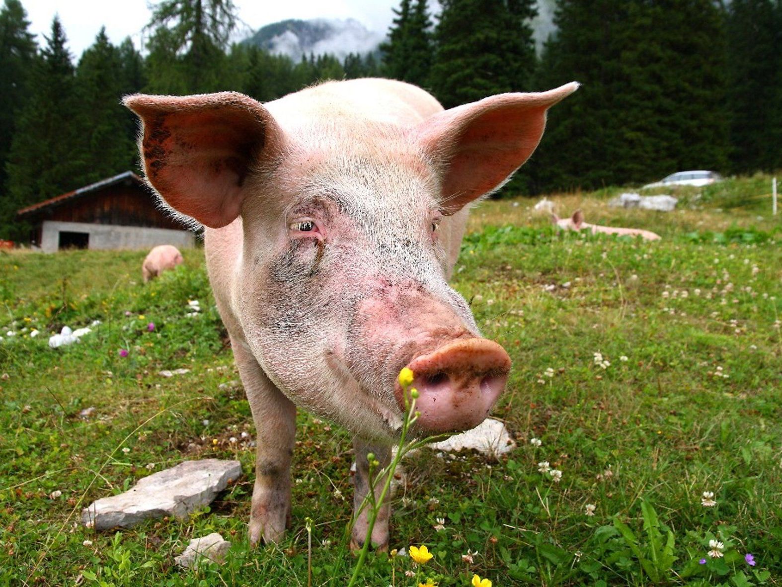Erlebnis Dinner „Running Alpschwein“ – am 25. Juli in Laterns Erlebnis Dinner „Running Alpschwein“ – am 25. Juli in Laterns